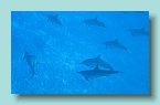 Dolphins_02